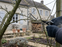 Jardin : ces 4 plantes que vous devez encore tailler en décembre (sinon adieu fleurs et récoltes du printemps)