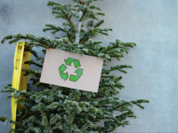 4 idées pour recycler votre sapin de Noël