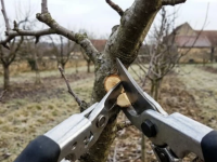 Tailler vos arbres fruitiers en janvier : ce geste qui booste les pommiers mais condamne d’autres espèces