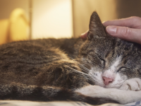 Même nos animaux de compagnie deviennent des seniors 