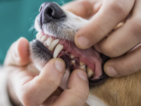  « Toothscan » - Une IA pour améliorer la santé bucco-dentaire de vos animaux 