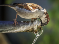  Épisode de chaleur précoce : Ayez les bons gestes ! La Ligue de Protection des Oiseaux rappelle les consignes à respecter 