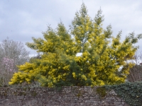 A Givry, une petite beauté qui illumine... 