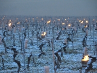 Vers un épisode de gel de printemps en Bourgogne ? 