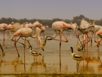 Procès pour destruction d’œufs de flamants roses à Aigues-Mortes : la société responsable condamnée