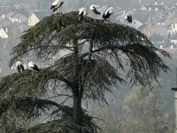 Le joli clin d'oeil depuis la rue de Bourgogne à Chalon 