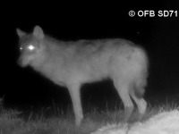 Un loup photographié à Morey