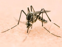 Une dizaine de cas de Chikungunya recensés à Dijon 