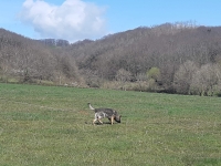 Concours canin organisé ce week-end à Givry 