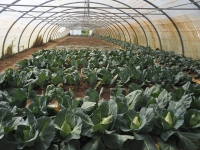 Face aux incivilités, au jardin solidaire des Près Saint Jean à Chalon, on s'organise 
