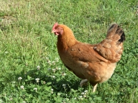 Grippe aviaire : le niveau de risque abaissé "d'élevé" à "modéré" en France