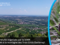 Balade botanique sur la montagne des Trois Croix samedi 25 avril organisée par la Société de Sciences Naturelles et mycologiques de Chalon sur Saône 