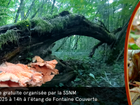 Sortie mycologique en forêt de Givry