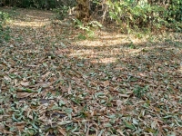 Le faux-automne frappe le coeur des forêts de la région de Chalon sur Saône 
