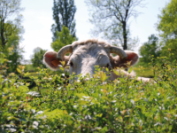 Journées du Patrimoine 2025 - Rendez-vous à la Maison du Charolais les 20 et 21 septembre 2025