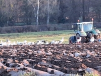 Quand les cigognes prennent place à Cortelin 