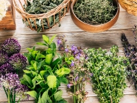 7 plantes médicinales à cultiver au jardin !