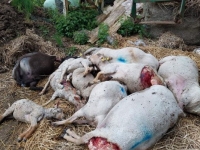 35 ovins tués en Côte-d'Or, 28 dans l'Yonne... le loup fait à nouveau des ravages en Bourgogne