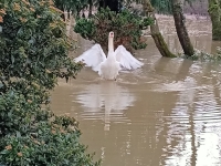 Quai Bellevue... la nature vient frapper à la porte