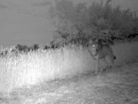 «Un SNIPER abat le loup de Saône-et-Loire, acharnement sur le grand carnivore sauvage !» estime l'association dijonnaise Combactive