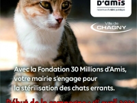  Bientôt une nouvelle campagne de stérilisation des chats errants à Chagny