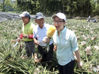 Entre Taïwan et la Chine, la guerre de l'ananas est lancée