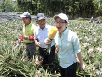 Entre Taïwan et la Chine, la guerre de l'ananas est lancée 