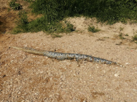 Deux boas repêchés dans les eaux du Doubs près de Montbéliard, les maires s'inquiètent