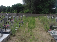 Un verdissement du cimetière de Saint-Rémy pas très apprécié