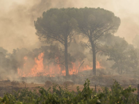 Le feu n'est toujours pas maîtrisé dans le Var après 4000 hectares brûlés 