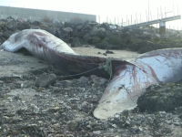 Une baleine de 19 mètres échouée dans le port de Calais 