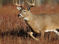 Dans l'Iowa aux USA, 80 % des cerfs positifs au COVID-19