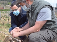 Dans les Maranges, même constat amer après l'épisode de gel du printemps 