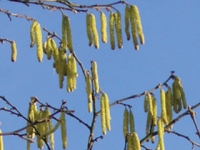 Les pollens d'aulne sont dans l'air du Chalonnais avec des allergies en perspective 