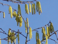 La pollinisation des arbres a déjà commencé en Bourgogne-Franche Comté