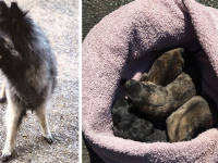 Jugée pour avoir jeté 4 chiots dans un container