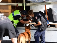 Les gendarmes découvrent plusieurs dizaines de kilos d’herbe de cannabis, d’une valeur de plus de 500.000 euros