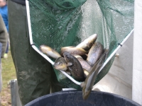Ouverture de la pêche 2022 : tout ce qu’il faut savoir avant d’aller taquiner truites, ombres ou corégones