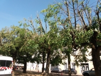 Une habitante du quai Gambetta à Chalon sur Saône interpelle le maire sur la taille des arbres
