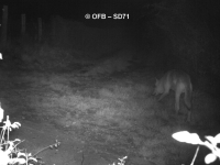 LOUP - Le Préfet de Saône et Loire autorise un tir de défense renforcé