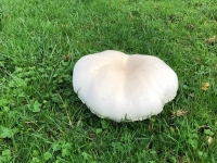 +2,2 kg pour ce Rose des Près à Mellecey 