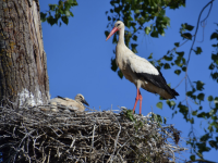 Une belle colonie de cigognes au sud de Chalon sur Saône 