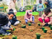 Une forêt gourmande à Chalon ! Un projet chalonnais va se concrétiser : la plantation d'une forêt nourricière !