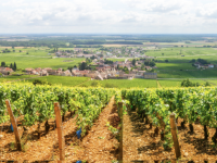 Les vignes n’attendent plus que leurs vendangeurs !