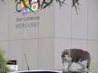 La mascotte du CIFA Jean Lameloise en pleine forme