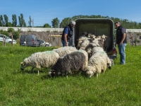 Un éco-pâturage dans le sud chalonnais