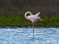 EN IMAGES - Flamboyances de flamants roses 
