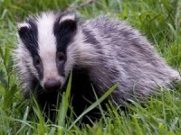 Europe Ecologie - Les Verts appelle à la protection des blaireaux 