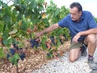 VENDANGES - Un rendement en berne sur les rouges à Mercurey 