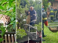 Un serval aperçu dans les rues de Lille